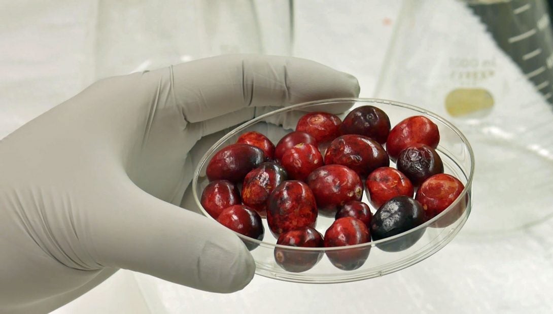 bowl of cherries