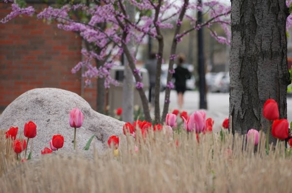 red and pink flowers in garden pathway